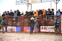 Miles City Bucking Horse Sale Friday Bull  Sale