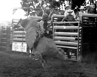 Mandan Perf One Tuesday (1717) Bull Riding Wacey Schalla, on Dakota Rodeo's Sneaky Situation bw