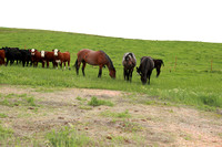 Johnson Horses