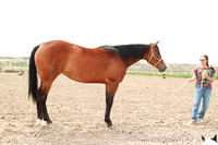 Murnion Horses