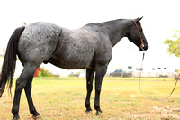 Blue Roan