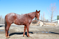 Young Red Roan