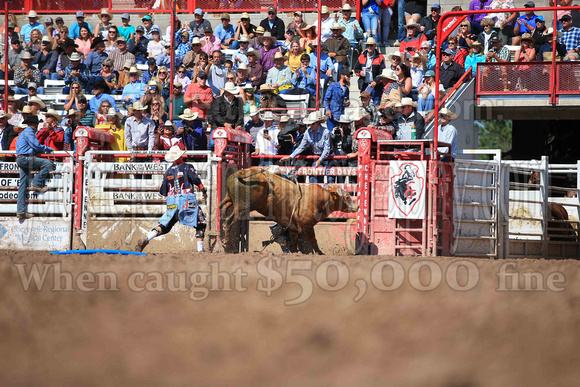 Cheyenne Sunday Short (4541)
