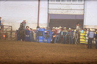 Steer Wrestling