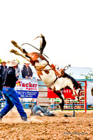 Lunatic Fringe at Miles City Montana Bucking Horse  Sale