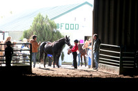 State 4-H horse Show 2010