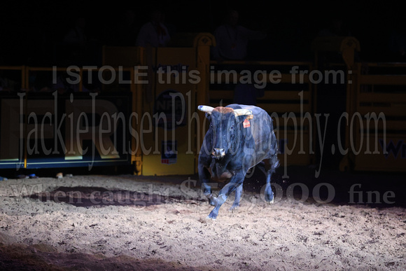 NFR RD Three (2510) Bull of the Year, Chiseled, Powder River