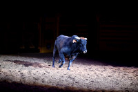 NFR RD Three (2514) Bull of the Year, Chiseled, Powder River