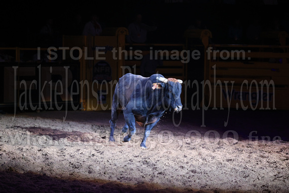 NFR RD Three (2514) Bull of the Year, Chiseled, Powder River
