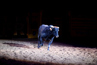 NFR RD Three (2513) Bull of the Year, Chiseled, Powder River